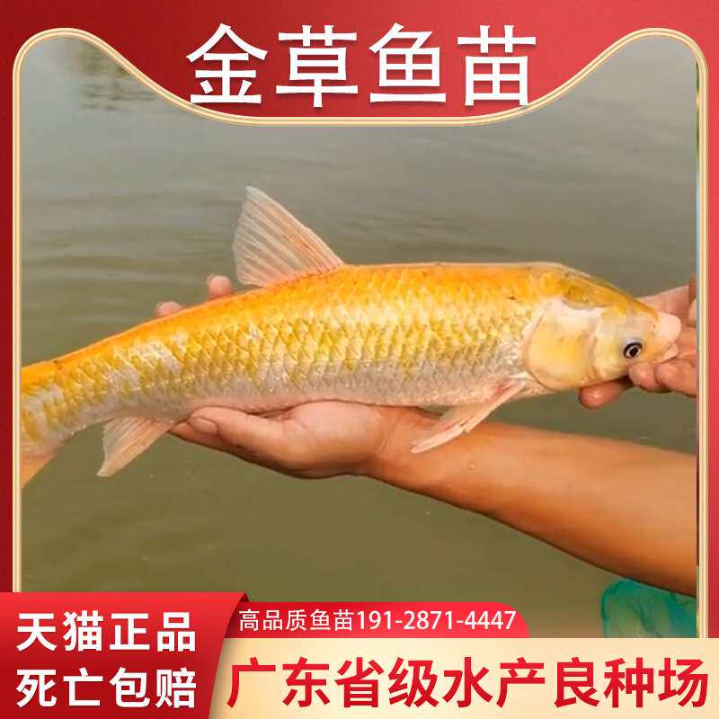 金草鱼苗红草金色鲩鱼苗俄罗丝金丝黄金红鲩冷水淡水食用活鱼