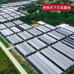 兰花苗墨兰东方红神荷瓣红花金边线艺矮种带花苞浓香绿植花卉盆栽