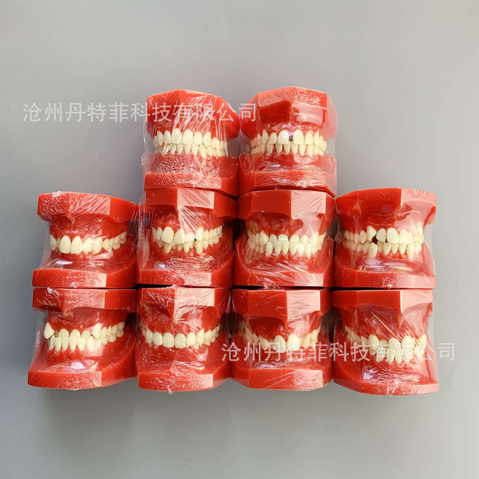 错颌分类模型牙齿正畸模型正畸展示模型牙模型