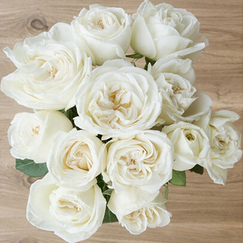 珍妮莫罗浓香月季花大苗白色特大花D玫瑰盆栽阳台庭院花卉植物勤