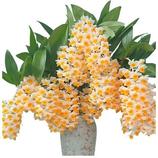 球花石斛兰春夏四季常青室内阳台庭院盆栽观赏绿植物花.卉寄生吊