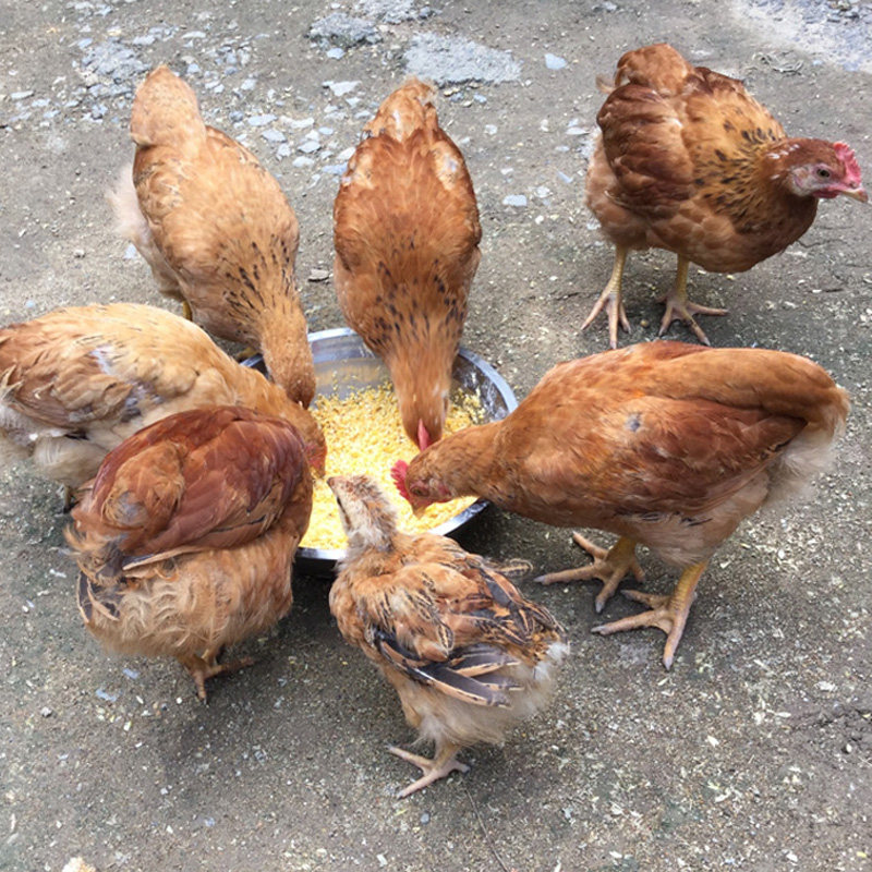 农家碎玉米棒子面粉玉米粗渣狗狗食物鸡鸭鹅鸟宠物饲料粮食50斤装