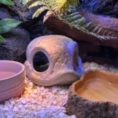 助蜕皮期完美蜕皮 造景 Hinson爬宠猪鼻躲避屋 陶瓷猪鼻躲避屋