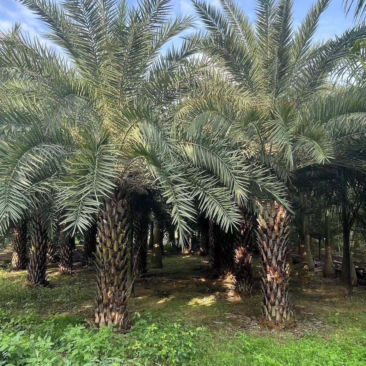 大型中东海枣6米移植货银海枣绿化树报价棕榈树