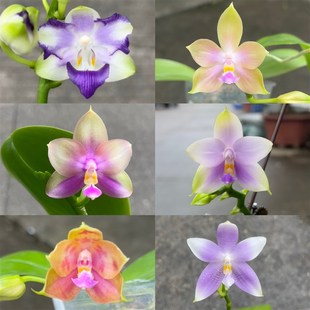 麒麟兰苑趣味原生蝴蝶兰C苗室内鲜花植物,花期长