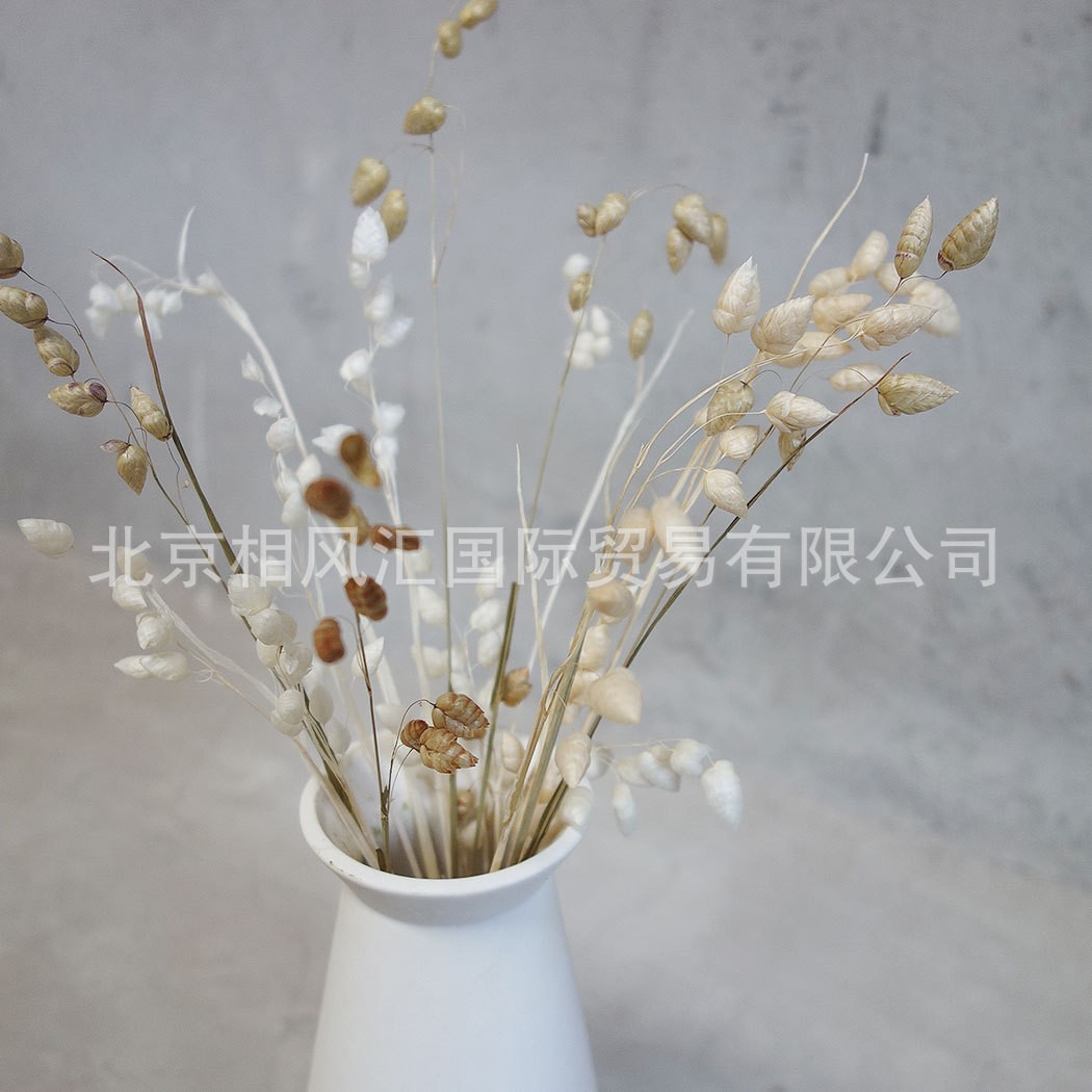 【蚕草】进口干花干草干叶甲壳虫草凌风草家居装饰节日礼品道具