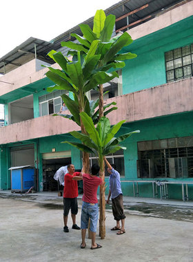 按要求制作仿真芭蕉树 过胶手叶质感办公室商场装饰假绿植盆栽5米