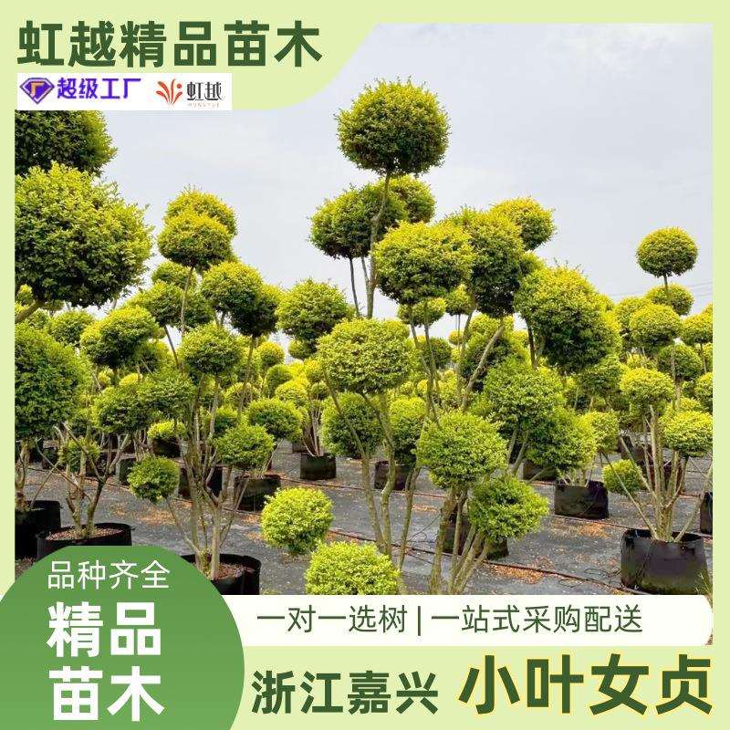 小叶女贞造型树庭院别墅绿化工程苗种植观赏四季长青高杆小叶女贞