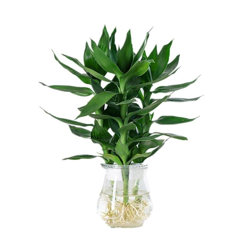 观音竹富贵竹水养玻璃花瓶水培荷花盆栽植物室内客厅绿植花卉四季