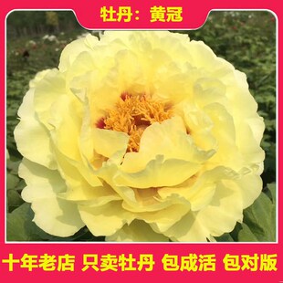 牡丹花苗 岛锦 正宗重瓣大花木本花卉盆栽地栽庭院容易养活菏泽