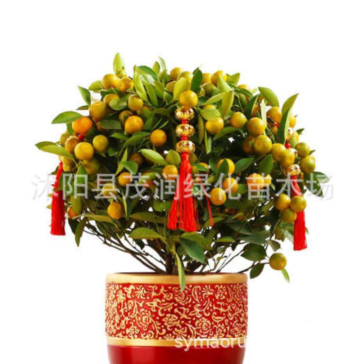 室内盆栽喜庆花卉植物 金橘子金桔盆栽 带果发货橘子盆栽年宵花卉