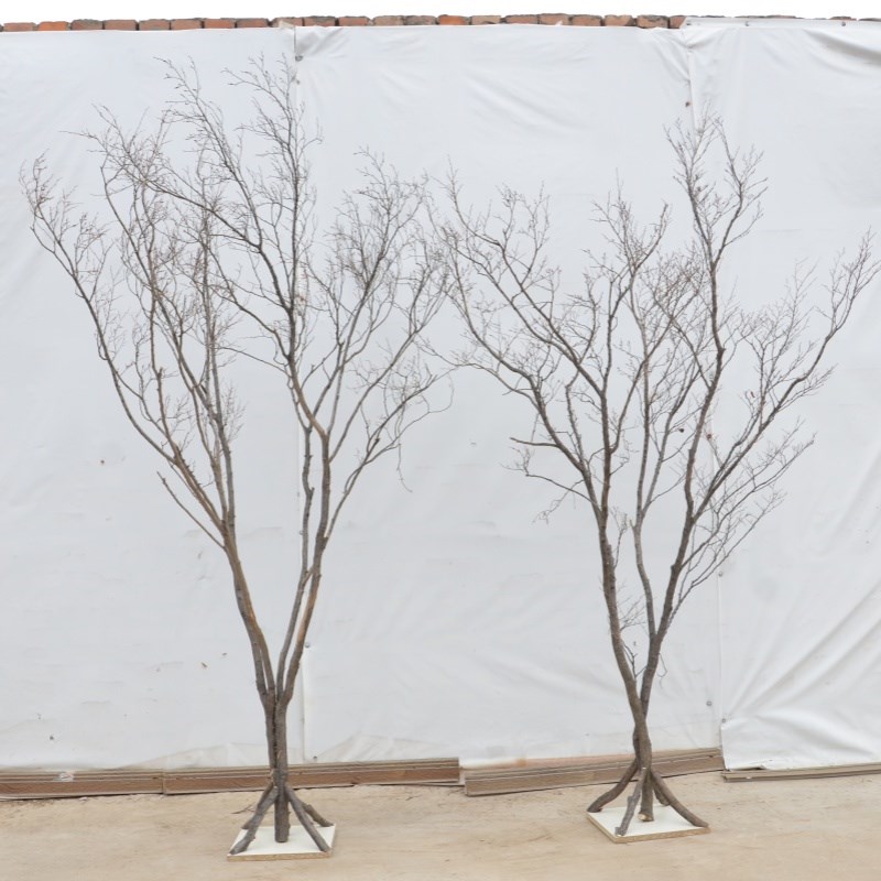 枯枝天然树枝吊钟树网红树干x花树枝造景手工插花配件落地花瓶摆