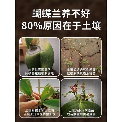 蝴蝶兰专用土兰花专用水苔植料养蝴蝶兰盆栽种植颗粒松树皮营养土