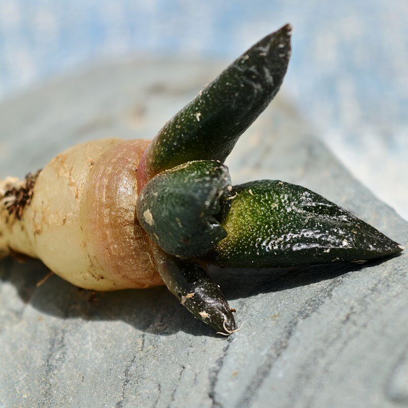 萝卜根实生龟甲牡丹仙人球块根多肉植物花卉绿植室内盆栽阳台好养