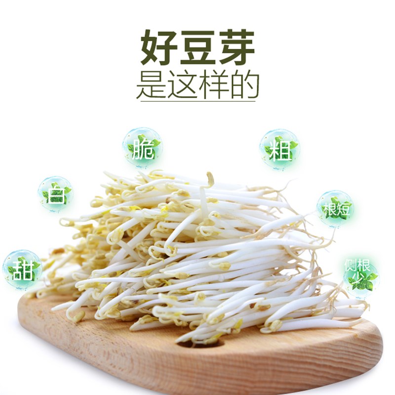 和德坊全自动豆芽机家用发芽盆培育器陶瓷豆芽罐非紫Z砂不红不苦