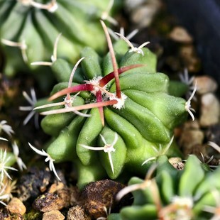 强刺实生红刺龙剑丸仙人球多棱球花卉绿植室内盆栽阳台四季好养