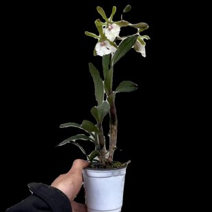 树兰带花苞原盆连体m室内室外办公室洋兰客厅卧室花卉石斛兰卡特