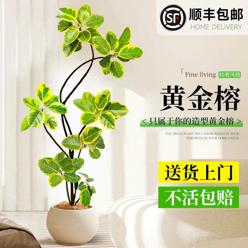 黄金榕客厅绿植室内大型植物富贵榕橡皮树大盆栽落地大号好养禄植