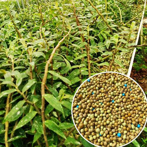 联邦摩尔铁皮石斛专用控释肥霍山紫皮奥绿肥缓释肥进口8-9月长效
