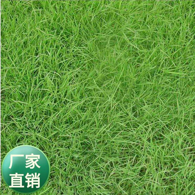 狗牙根 狗牙根脱壳净子 多年生耐践踏草坪草籽草皮