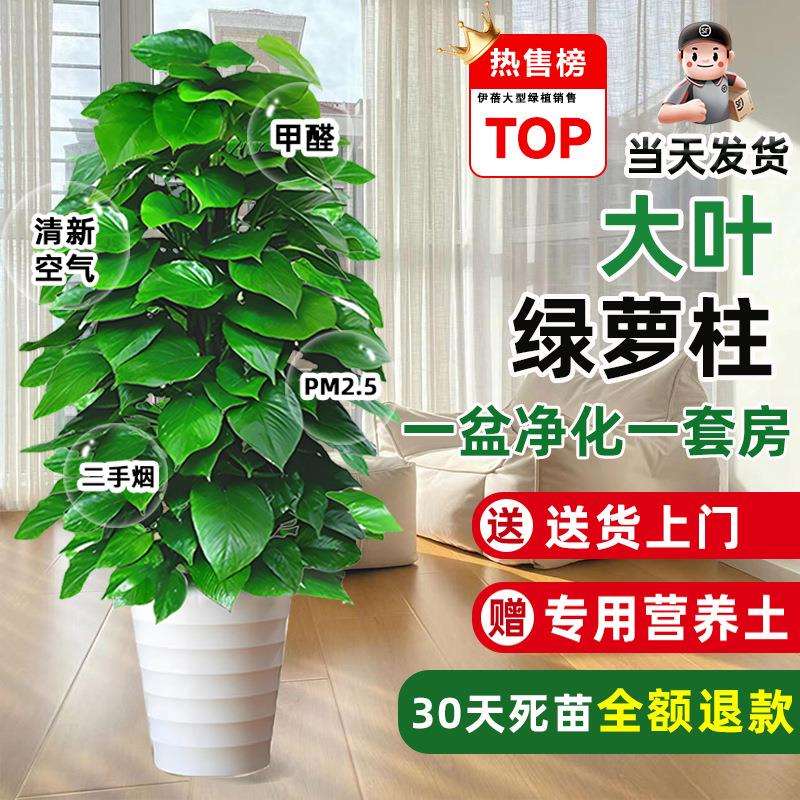 大叶绿萝柱盆栽客厅绿植室内吸甲醛办公室大型绿箩好养活净化空气
