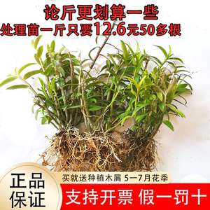 可食用铁皮石斛苗红杆5一7月花季