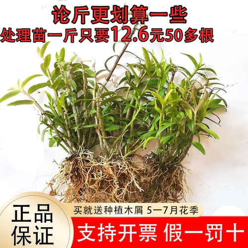 可食用铁皮石斛苗红杆5一7月花季