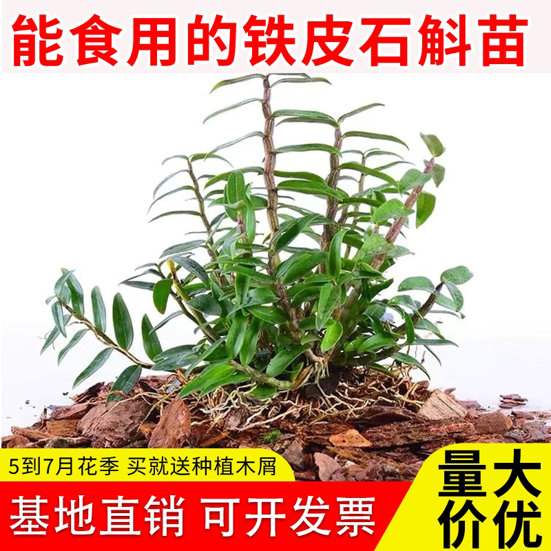 可食用红杆铁皮石斛苗5一7月花季