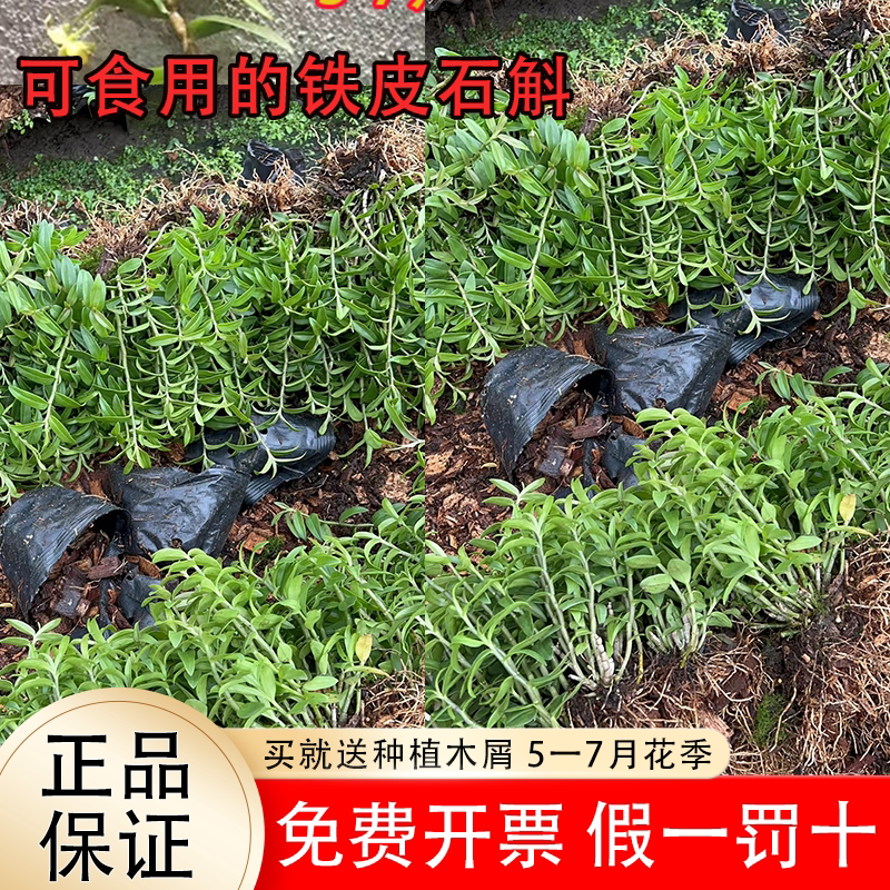 可食用铁皮石斛苗盆栽