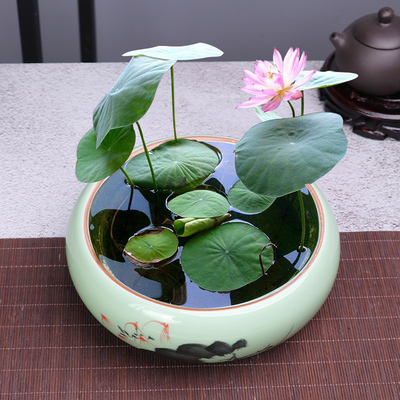 大号碗莲专用水培花盆陶瓷带托盘无孔睡莲一叶莲水培植物容器摆件