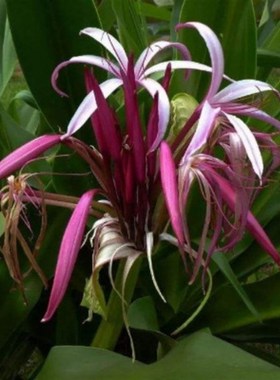 文殊兰红色花f净化空气绿化室内小区公园绿色植物十八学士大型盆