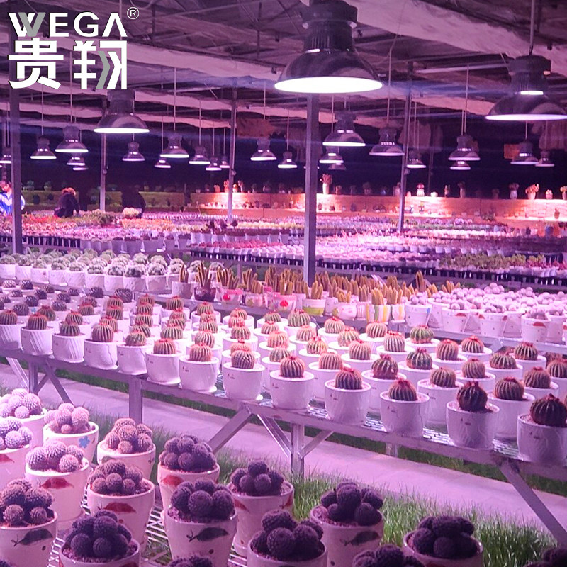 贵翔 植物补光灯全光谱温室大棚室内日照多肉兰花仿太阳光生长灯
