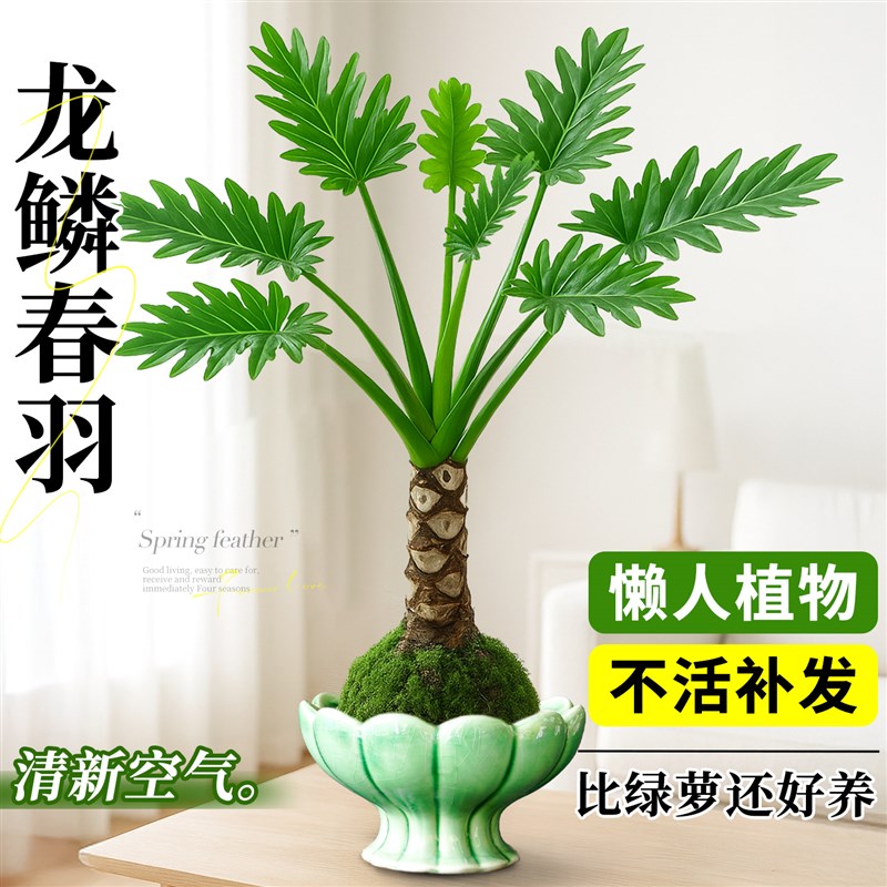 龙鳞春羽盆栽苔藓球老桩办公室内耐阴F水培植物桌面小绿植摆件盆