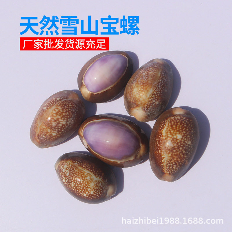 天然海螺贝壳工艺品紫色雪山宝螺DIY手工课材料家居收藏饰品