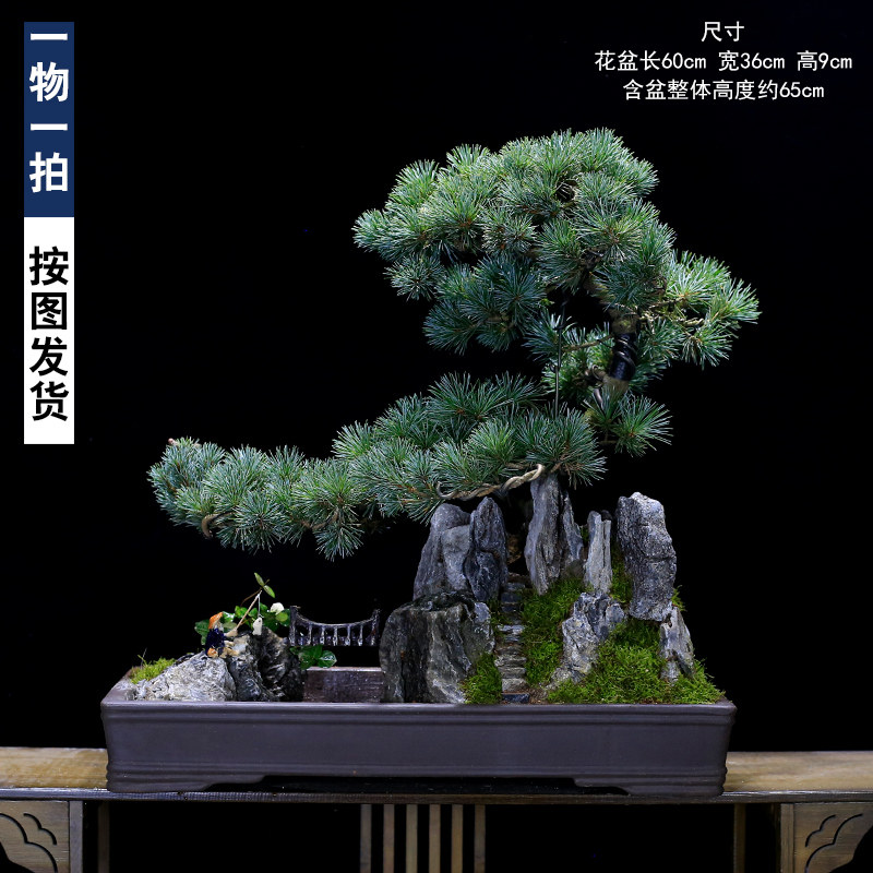 大型山植假山盆景庭院水物室型老桩五针松造内客厅办公室绿植摆件
