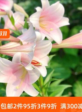 乔乔花屋百合花种球LO/铁炮系列喇叭花 多个品种3粒装现货