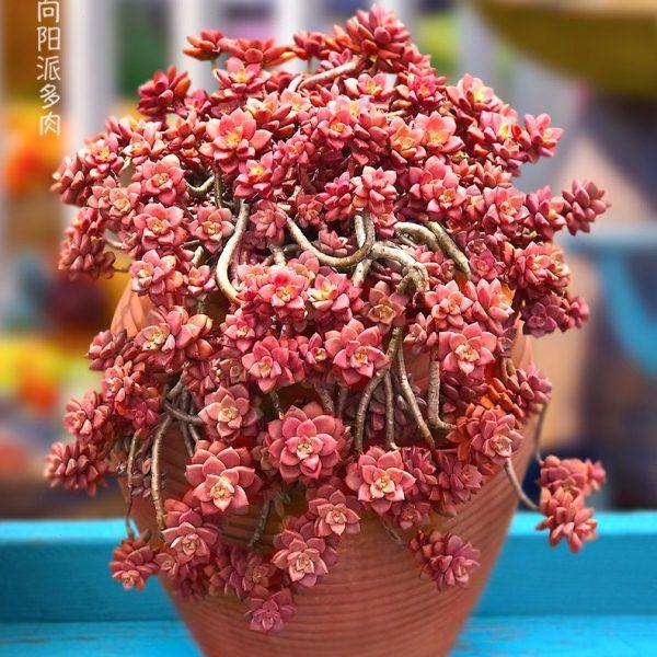 姬胧月一物一拍向阳派容易养护老桩悬崖多肉植物阳台窗台基地园艺