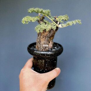 羽叶洋葵t属triste枯木洋葵块根