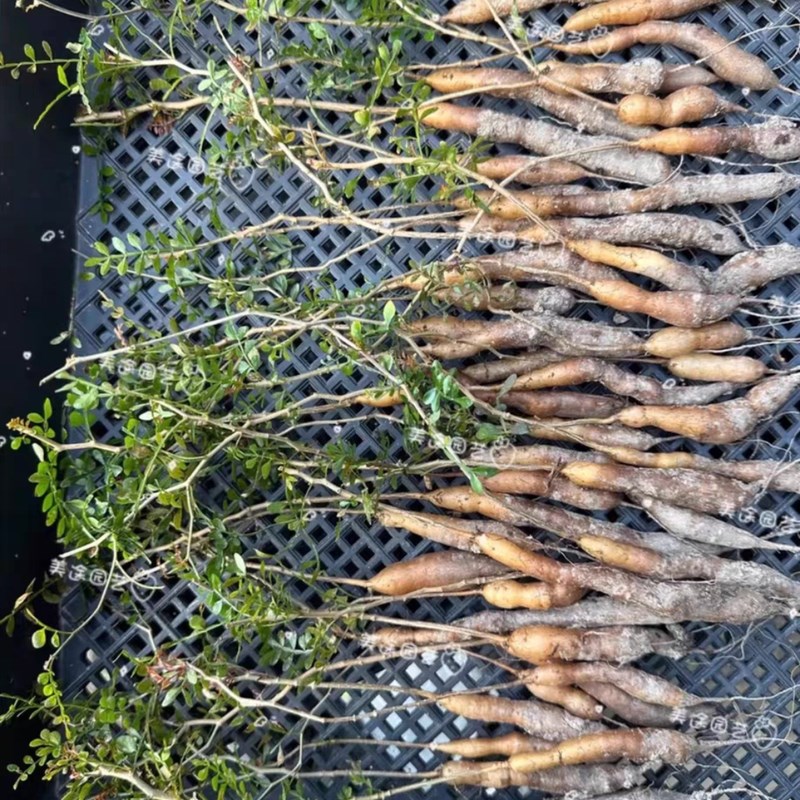 象足漆树o苗多肉块根植物