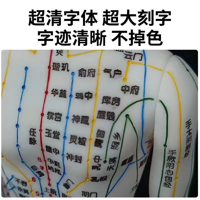 中医针灸穴位人体模型超清晰十二经络小皮人人体针灸模型男女模型