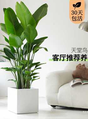 天堂鸟客厅植物室内大盆栽大型真绿植办公乔迁公司落地花卉鹤望兰