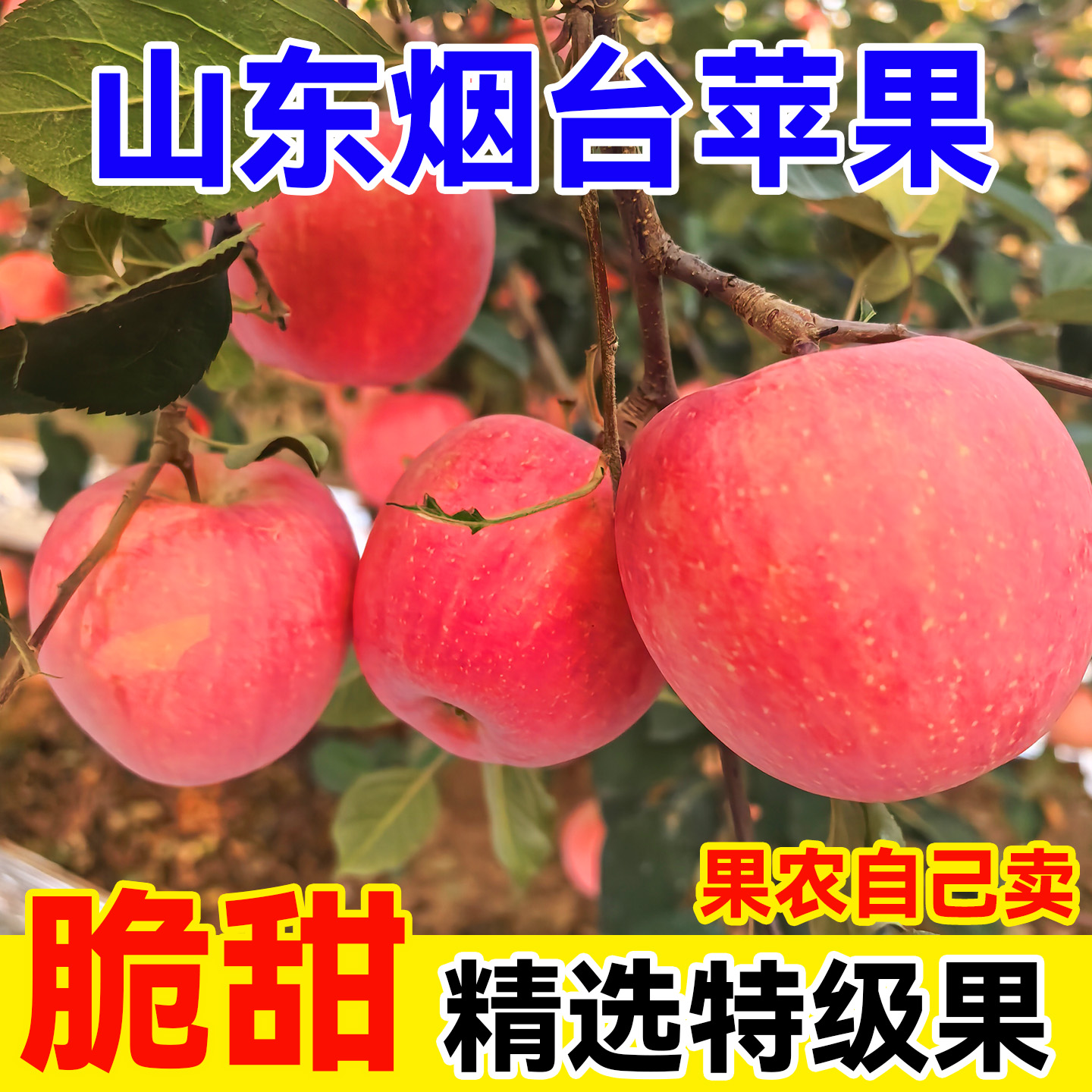 热河大叔山东烟台红富士苹果