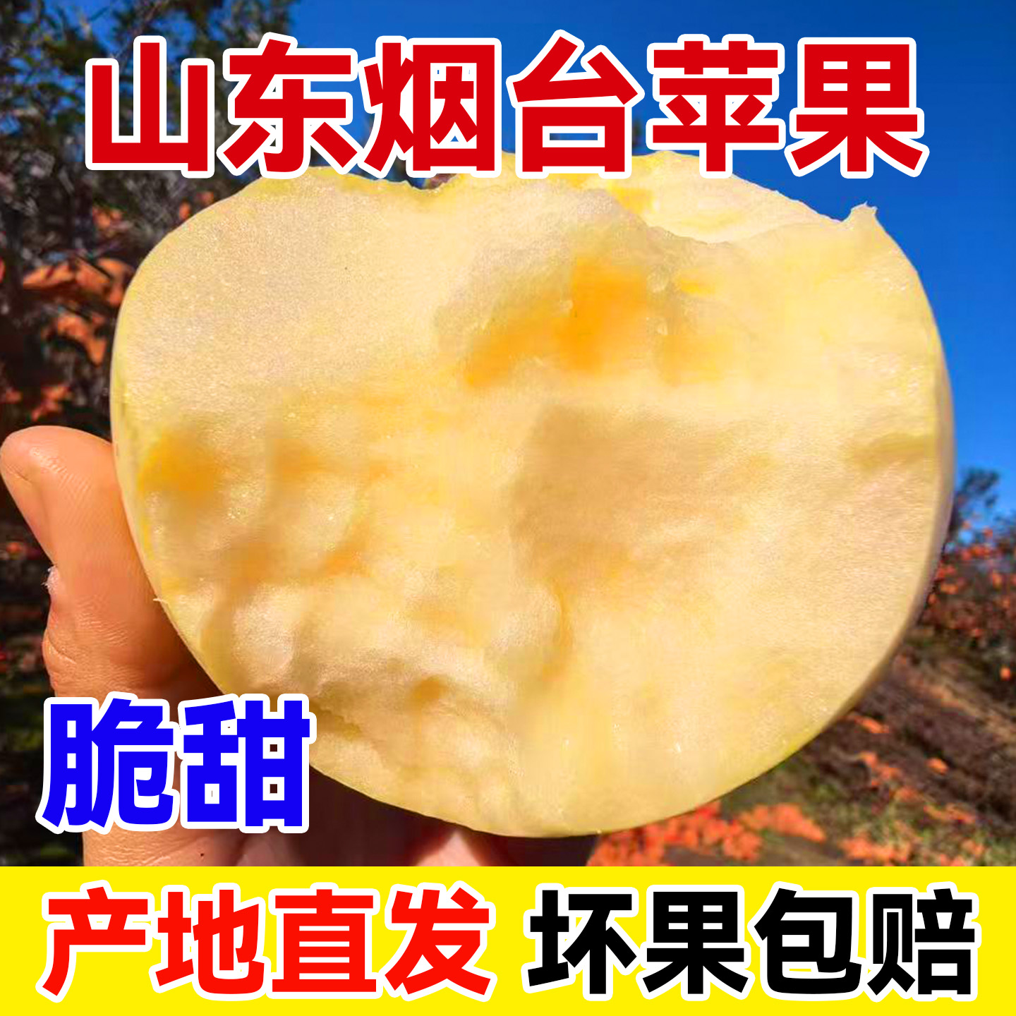 热河大叔山东黄金奶油富士苹果