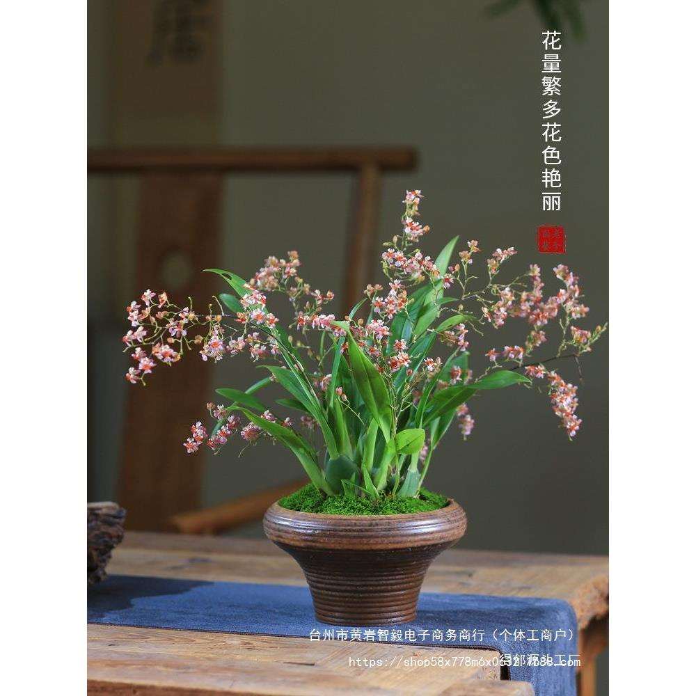 **梦香兰盆栽带花苞发货文心兰开花植物室内庭院桌面观花盆景绿植