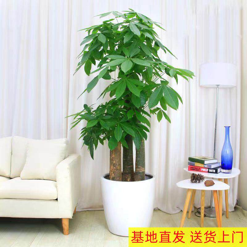 三杆步步高发财树辫子单杆 发财树盆栽大型绿植花卉客厅植物