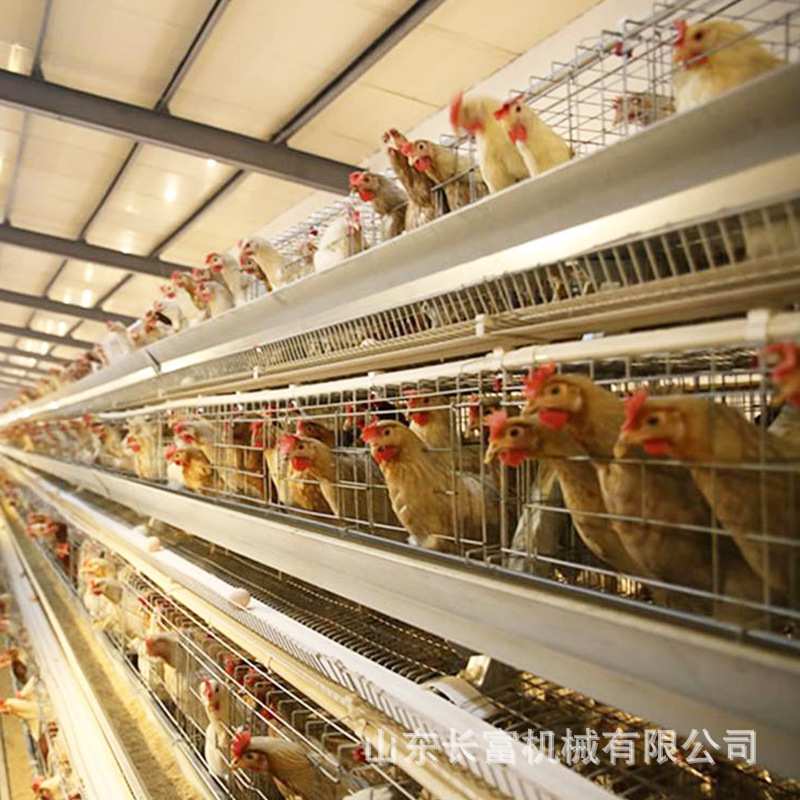 鸽子笼蛋鸡笼养殖场多层阶梯式肉鸡A型笼层叠式肉鸡H型鸡笼鹌鹑笼