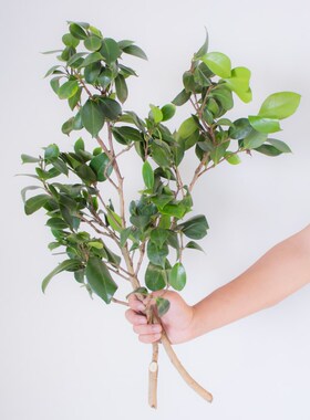 山茶花叶鲜花云南基地直发鲜切花绿色H中式禅意花艺插花叶材无花