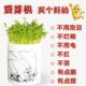 和德坊全自动豆芽机家用发芽盆培育器陶瓷豆芽罐非紫砂不红不苦