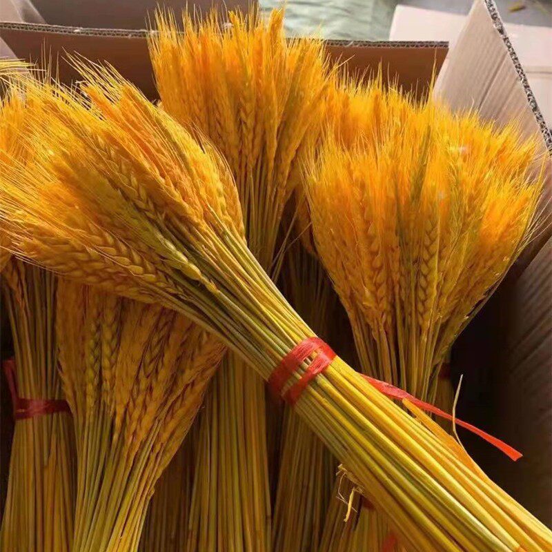 天然风干麦穗干花束客厅摆设黄金大麦装饰品金色小麦摆件仿真花