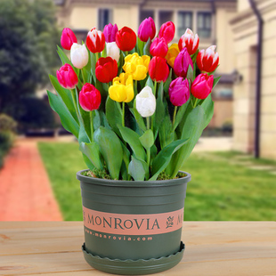 重瓣郁金香种球四季 种q植室内办公桌阳台水培土培室内外好养易活